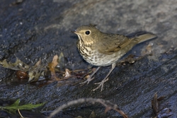 Swainson's Thrush