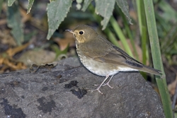 Swainson's Thrush