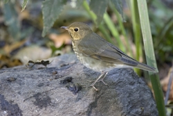 Swainson's Thrush