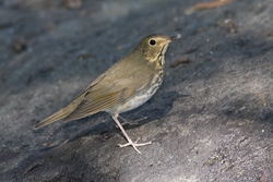Swainson's Thrush