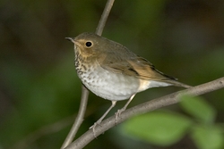 Swainson's Thrush