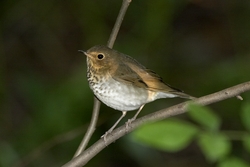Swainson's Thrush