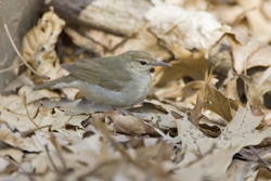 Swainson's Warbler