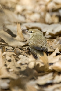 Swainson's Warbler