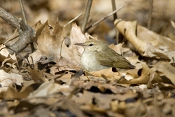Swainson's Warbler