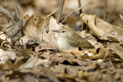 Swainson's Warbler