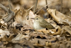 Swainson's Warbler