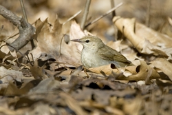 Swainson's Warbler