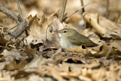 Swainson's Warbler