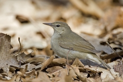 Swainson's Warbler