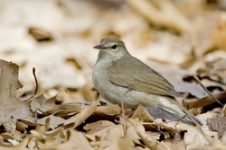 Swainson's Warbler