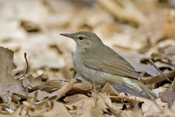 Swainson's Warbler