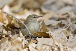 Swainson's Warbler