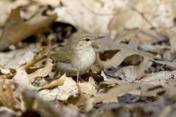 Swainson's Warbler