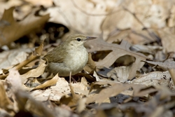 Swainson's Warbler