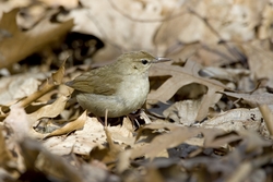 Swainson's Warbler