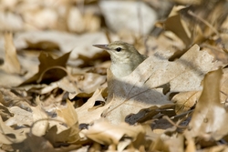 Swainson's Warbler