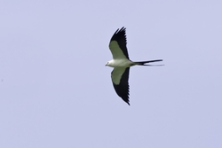 Swallow-tailed Kite