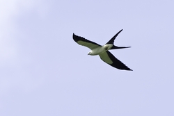 Swallow-tailed Kite