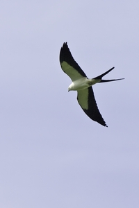 Swallow-tailed Kite