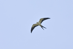 Swallow-tailed Kite