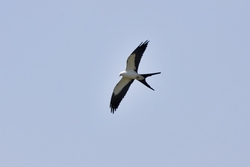 Swallow-tailed Kite