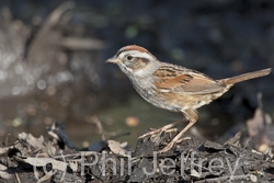 Swamp Sparrow