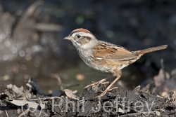 Swamp Sparrow