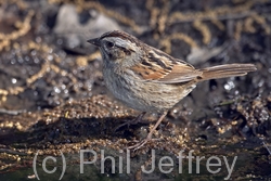 Swamp Sparrow