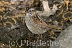 Swamp Sparrow