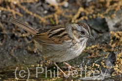 Swamp Sparrow