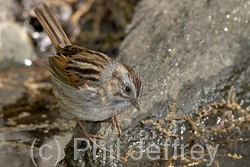 Swamp Sparrow