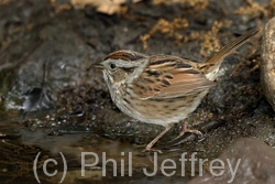 Swamp Sparrow