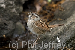 Swamp Sparrow