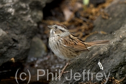 Swamp Sparrow