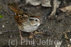 Swamp Sparrow