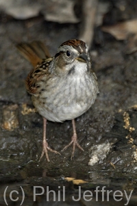 Swamp Sparrow