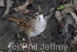 Swamp Sparrow