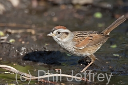 Swamp Sparrow