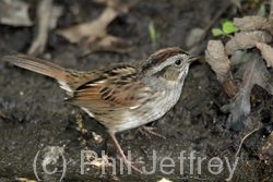 Swamp Sparrow