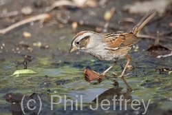 Swamp Sparrow