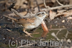 Swamp Sparrow