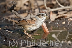 Swamp Sparrow