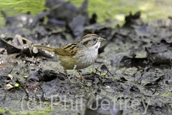 Swamp Sparrow