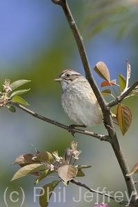 Swamp Sparrow