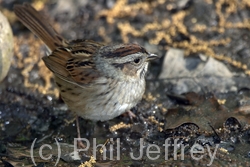 Swamp Sparrow