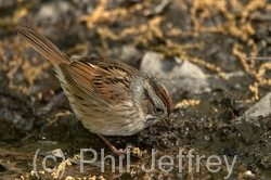 Swamp Sparrow