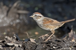 Swamp Sparrow