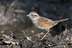 Swamp Sparrow