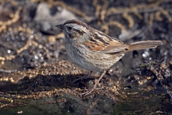 Swamp Sparrow